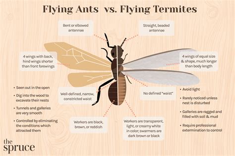 Termite vs flying ant. Things To Know About Termite vs flying ant. 